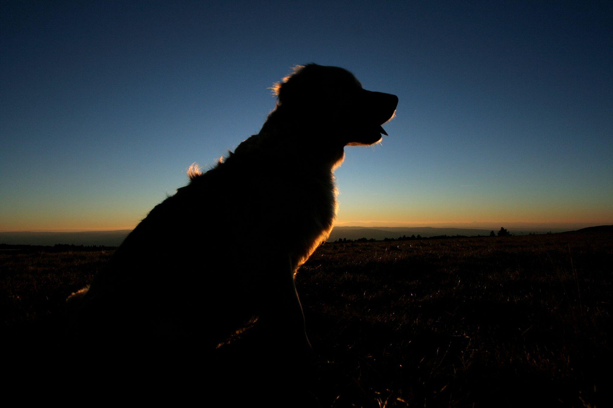 Dog walking light